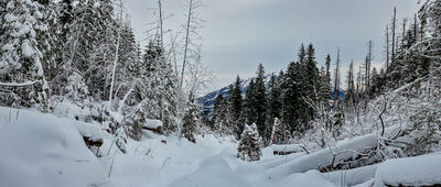 Rówień Waksmundzka, odejście na Gęsią Szyję ↔ Polana Pod Wołoszynem [Czerwony szlak na Rówień Waksmundzką]