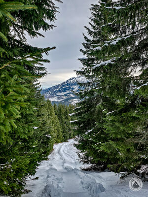 Zielony szlaka na Gęsią Szyję