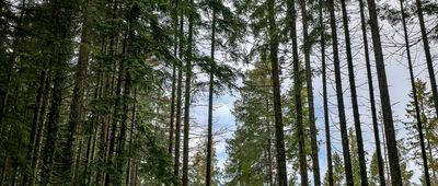 Dolina Filipka ↔ Rusinowa Polana [Niebieski szlak nad Wiktorówkami]