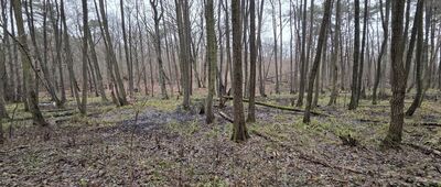 Rozejście ścieżki spacerowej ↔ Dęby Mariankowskie