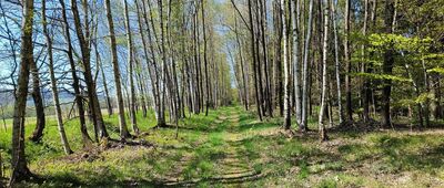 Przejście graniczne Kamieńczyk / Mladkov-Petrovičky ↔ Przełęcz Międzyleska