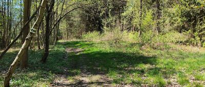 Przejście graniczne Kamieńczyk / Mladkov-Petrovičky ↔ Przełęcz Międzyleska