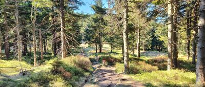 Rozejście szlaków ↔ Pod Małym Śnieżnikiem