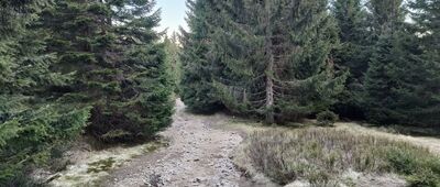 Sadzonki ↔ Przy przełęczy Stříbrnická