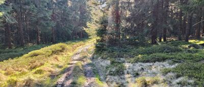 Głęboka Jama ↔ Rykowisko