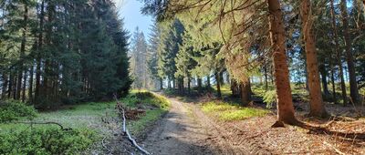 Rykowisko ↔ Przełęcz Płoszczyna