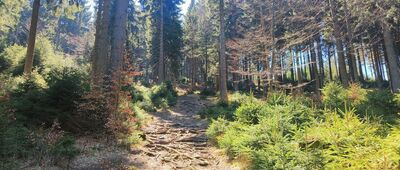 Czarny Potok ↔ Rezerwat Puszcza Śnieżnej Białki