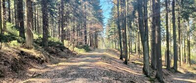 Rezerwat Puszcza Śnieżnej Białki