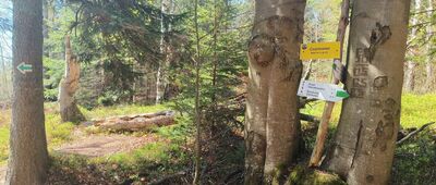 Pod Orlicką Kopą ↔ Rozejście szlaków czerwony / zielony