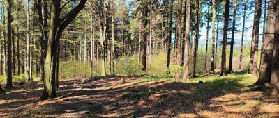 Pod Orlicką Kopą ↔ Pod Orlicką Kopą