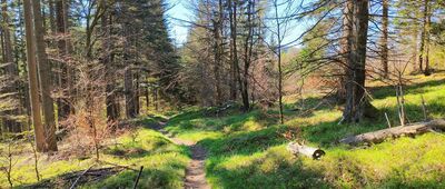 Przełęcz Gierałtowska ↔ Czernik