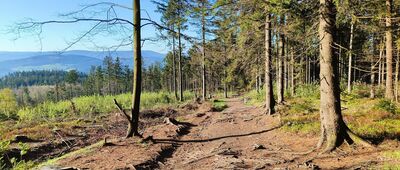 Młyńska ↔ Pod Borówkową