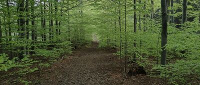 Skalisko, parking ↔ Przełęcz Jawornicka