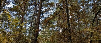 Obszar ochrony ścisłej Cyganka ↔ Karczmisko