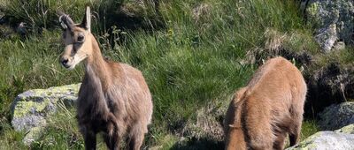 Liliowe ↔ Świnicka Przełęcz