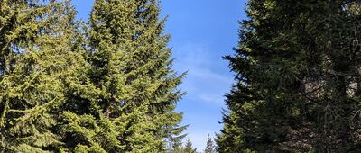 Sowia Przełęcz, odejście szlaku niebieskiego ↔ Skalny Stół