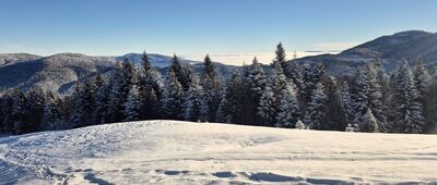 Rzeki, Cyrkowe ↔ Polana Podskały [Pod Jaworzyną]