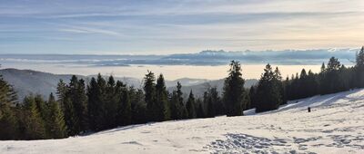 Wisielakówka [Długie Młaki- widok na Tatry]