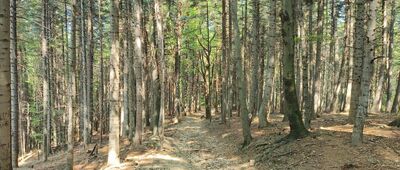 Księża Góra ↔ Ciecień Wschodni