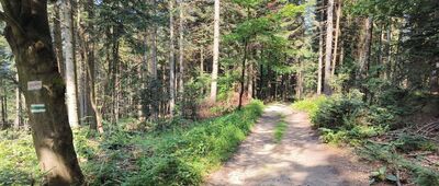 Wiśniowa, rozejście szlaków ↔ Ciecień