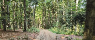 Wiśniowa, rozejście szlaków ↔ Ciecień