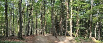 Wiśniowa, rozejście szlaków ↔ Ciecień