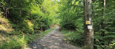 Wiśniowa, rozejście szlaków ↔ Księża Góra