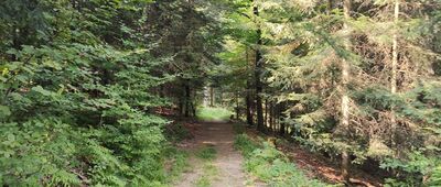 Szczyrzyc, Droga Klasztorna ↔ Księża Góra