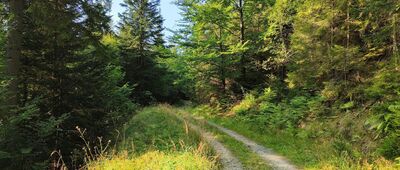 Konina, granica parku narodowego ↔ Skrzyżowanie szlaków