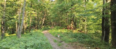 Lackowa ↔ Pod Ostrym Wierchem