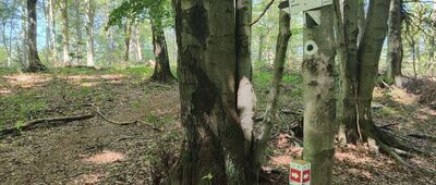 Odejście ścieżki spacerowej do cmentarza