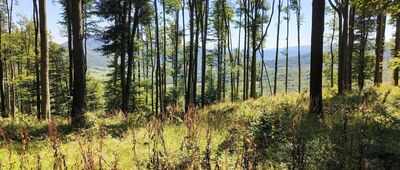 TPG Cigelka ↔ Sedlo Vyšný Tvarožec