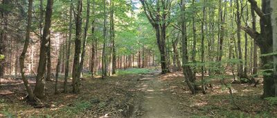 Przełęcz Regetowska ↔ Jaworzyna Konieczniańska