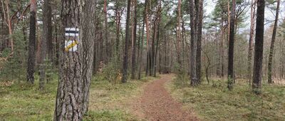 Ogrodzieniec, Krępa [Krępa, zejście na czarny szlak]