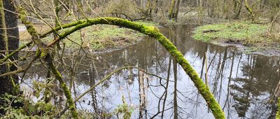 Zawiercie, Józefów, staw ↔ Zawiercie, Józefów, skrzyżowanie [Rozlewisko Potoku Ogrodzienieckiego]