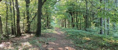 Czeremcha, pasmo graniczne