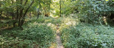 Przełęcz Beskid nad Ożenną ↔ Czeremcha, pasmo graniczne