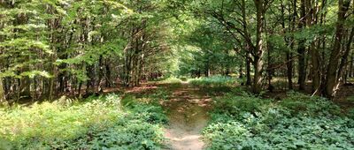 Pod Baranim ↔ Przełęcz Szarbowska