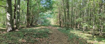 Pamätník bojov ↔ Przełęcz Mazgalica