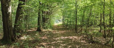 Przełęcz Szarbowska ↔ Granica parku narodowego