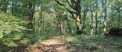 Porubské sedlo ↔ Przełęcz Dukielska