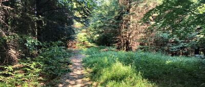 Granica parku narodowego ↔ Porubské sedlo, rázc.