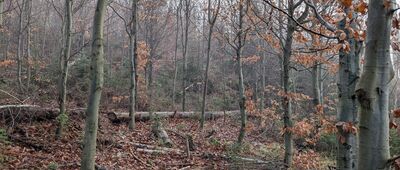 Turzec [Niepozorna ścieżka na Turzec (poza szlakiem)]