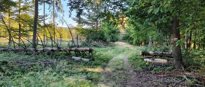 Pod Pstrzyńską ↔ Sedlo Javoriny