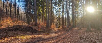 Odejście ścieżki na Brzeźnik ↔ Przełęcz pod Brzeźnikiem