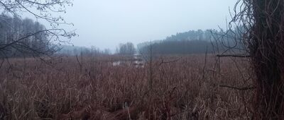 Bachotek, wiata ↔ Bachotek