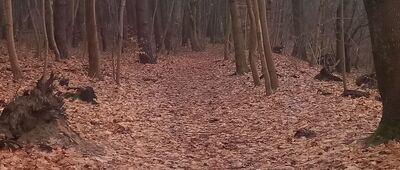 Bachotek ↔ Bachotek