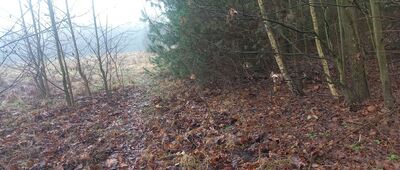 Tama Brodzka ↔ Brodnica, ul. Świerkowa