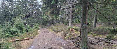 Pod Małym Śnieżnikiem