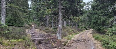 Pod Małym Śnieżnikiem